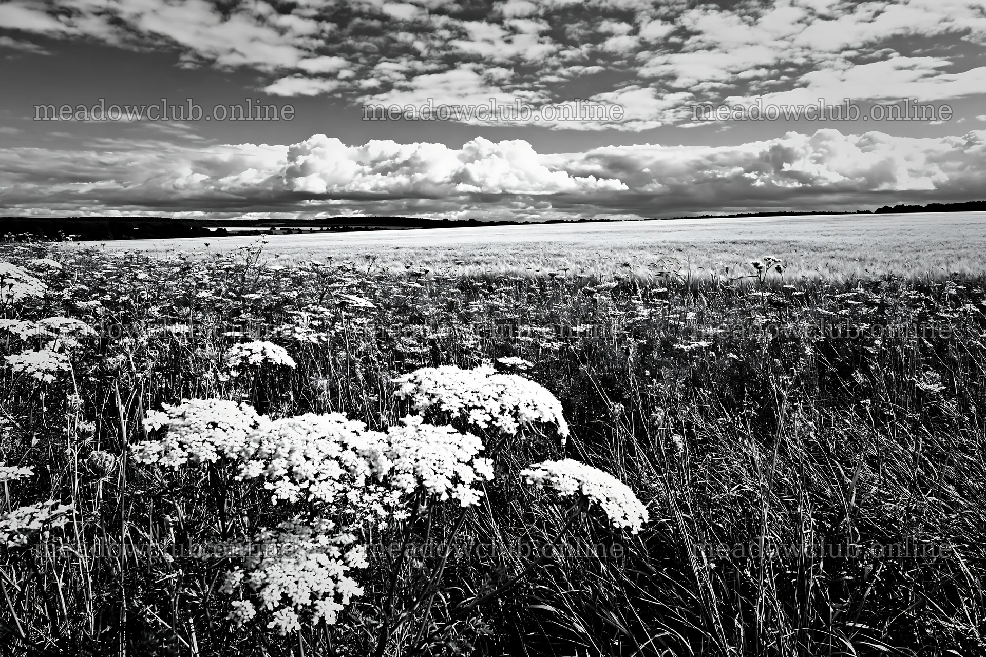 Sunny wild carrot meadow beside a field – meadow photos 9722x6480