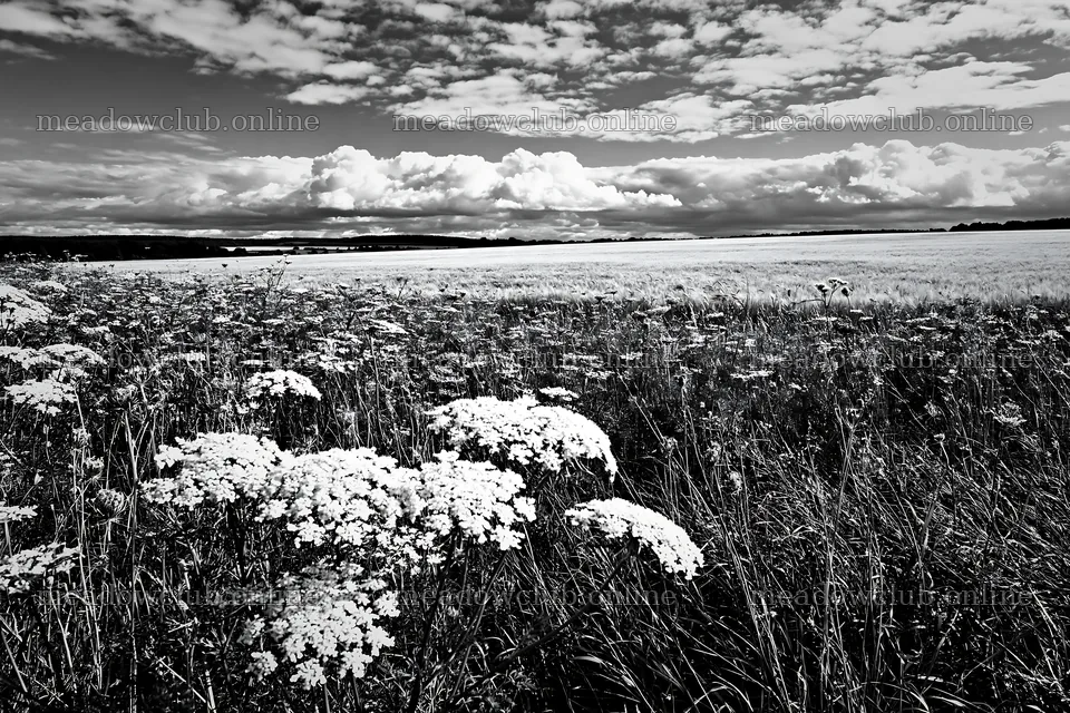 Sunny wild carrot meadow beside a field – meadow photos 9722x6480