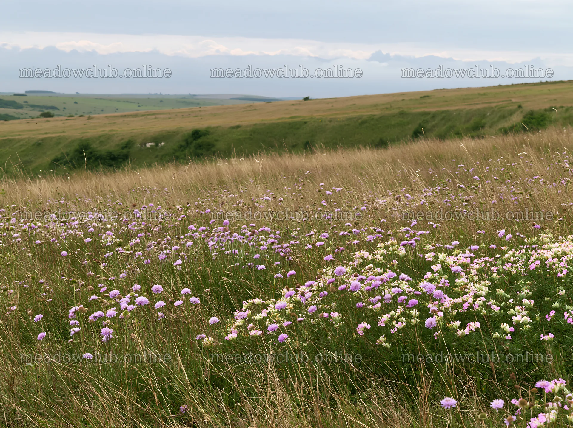 Cloudy chalk meadow with wildflowers in bloom – meadow photos 9174x6866