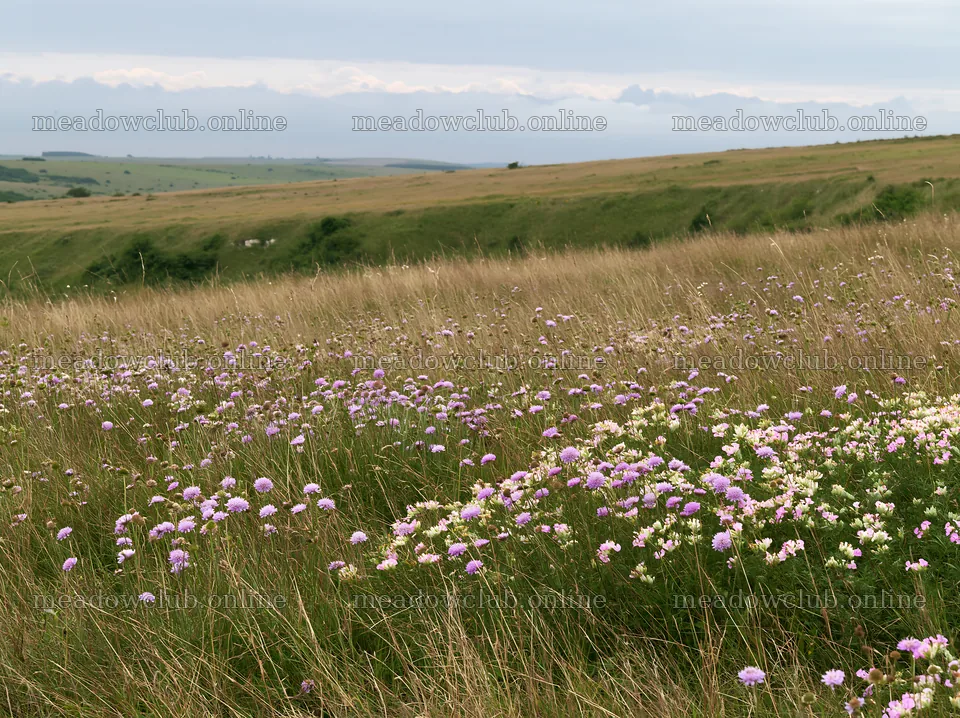 Cloudy chalk meadow with wildflowers in bloom – meadow photos 9174x6866