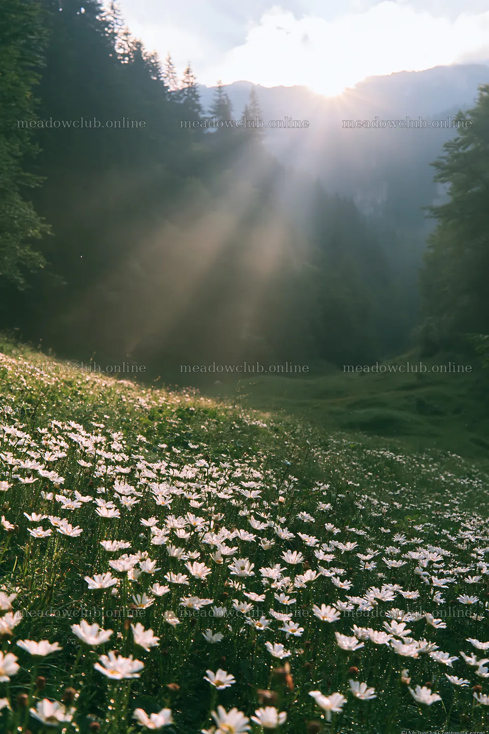 Light rays over meadow in Bucegi Mountains – meadow photos 6480x9722