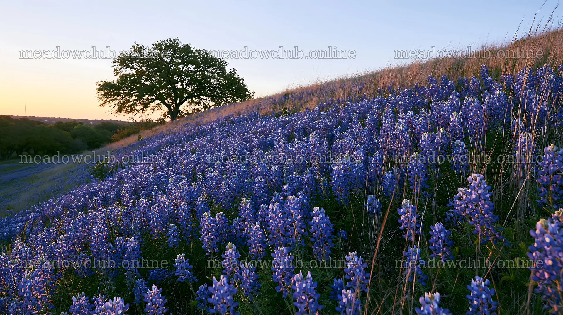Bluebonnet meadow at sunrise with a tree in the background – meadow photos 10608x5938