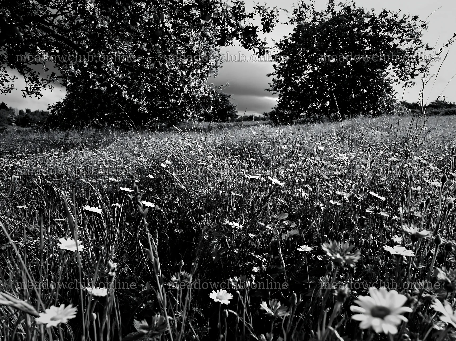 Apple trees in a meadow with wildflowers under cloudy sky – meadow photos 9174x6866
