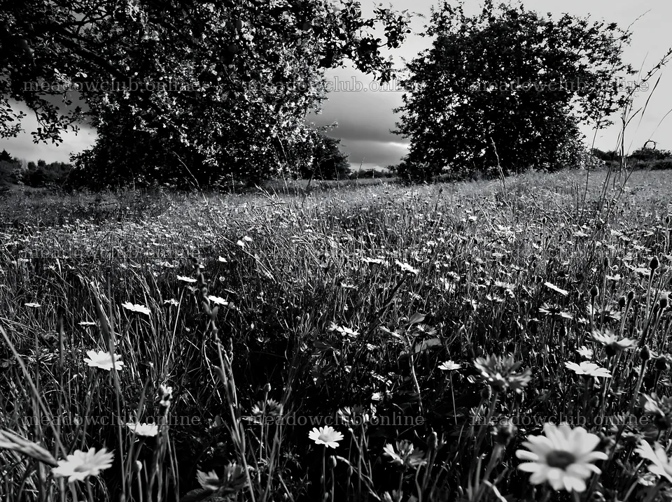 Apple trees in a meadow with wildflowers under cloudy sky – meadow photos 9174x6866