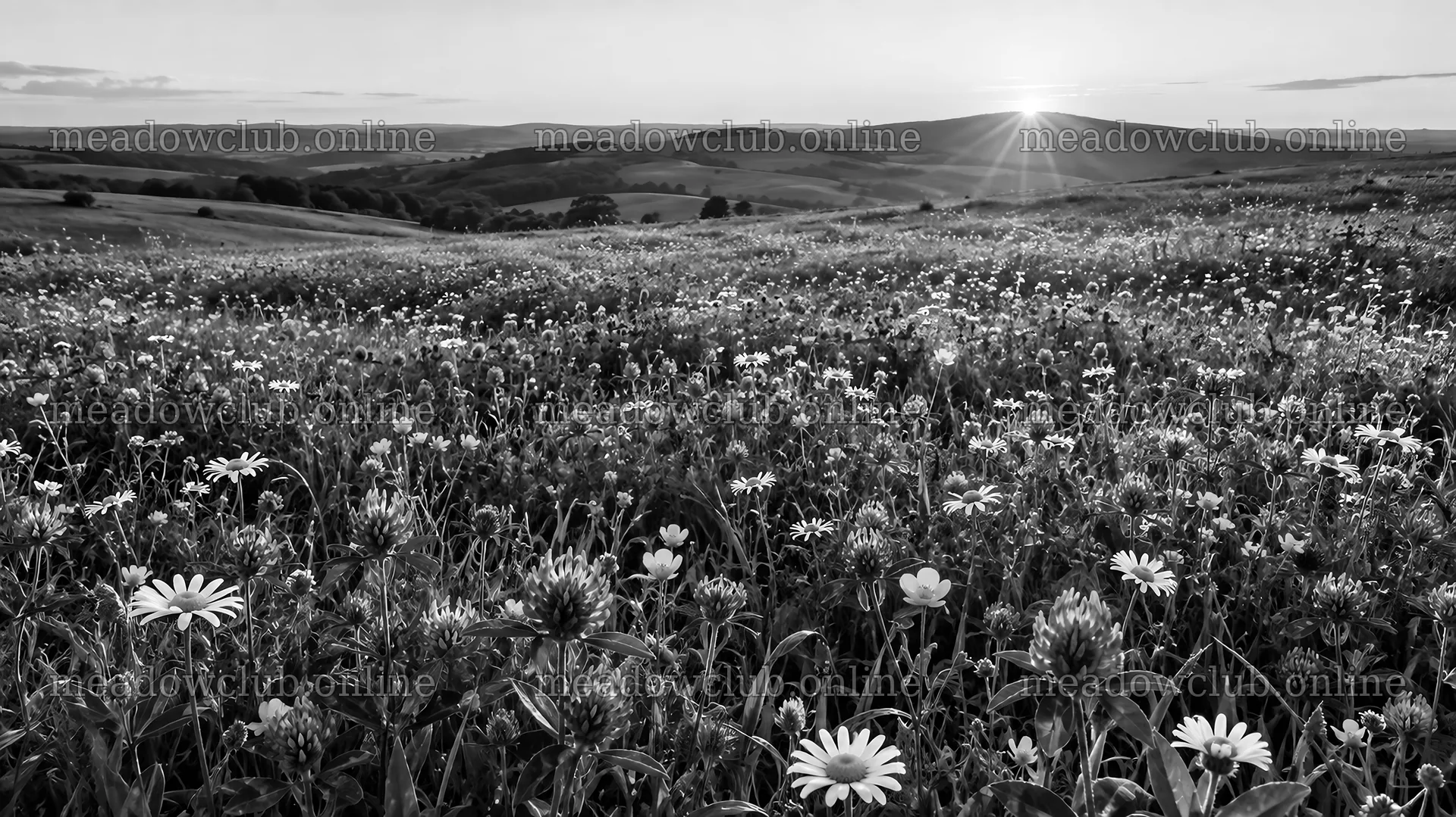 Low Sun Over Wildflower Meadow and Rolling Hills – meadow photos 10331x5808