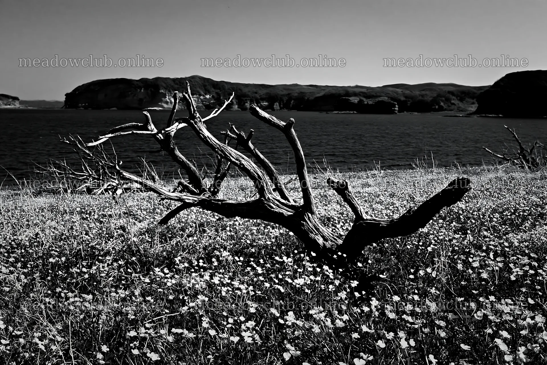 Nagasaki coastal meadow with driftwood and wild flowers – meadow photos 9722x6480