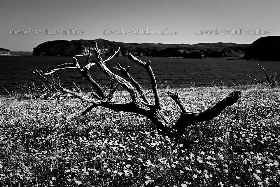 Nagasaki coastal meadow with driftwood and wild flowers – meadow photos 9722x6480