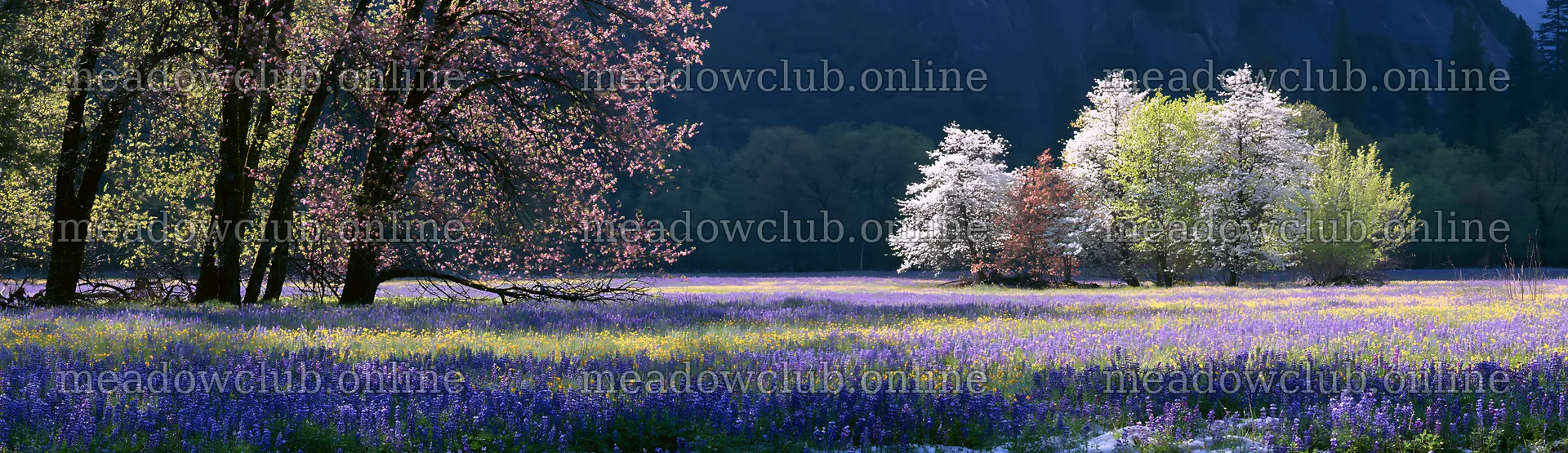 Snowy Yosemite Valley meadow with blooming flowers and trees – meadow photos 14762x4268