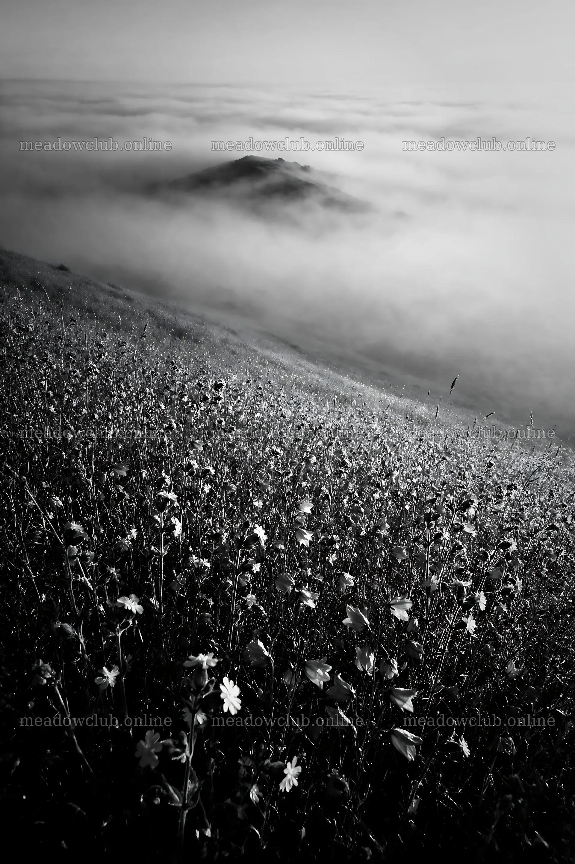 Campion bellflower meadow with misty hills in the distance – meadow photos 6480x9722