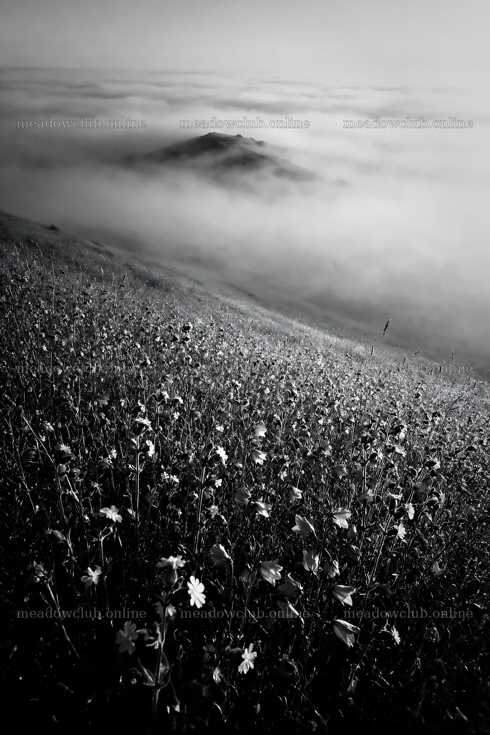 Campion bellflower meadow with misty hills in the distance – meadow photos 6480x9722