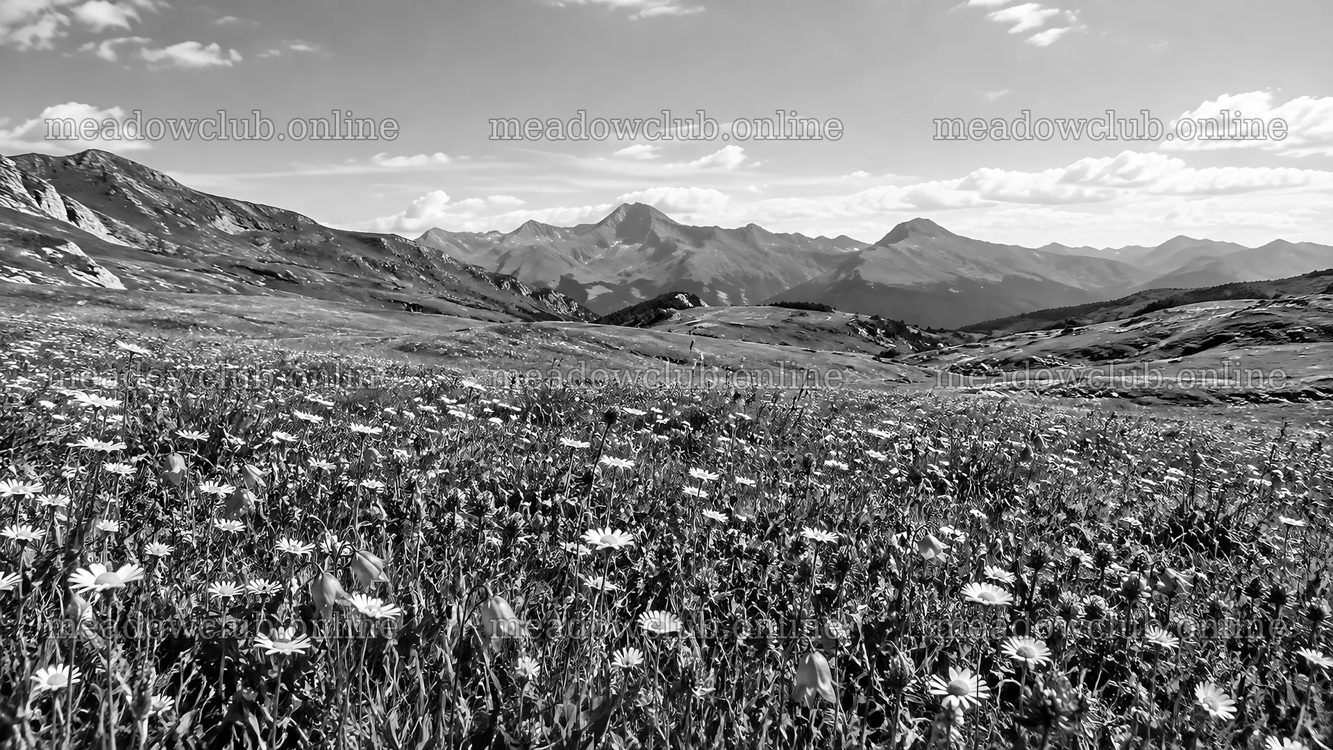 Monochrome Mountain Meadow with Wildflowers – meadow photos 10324x5812