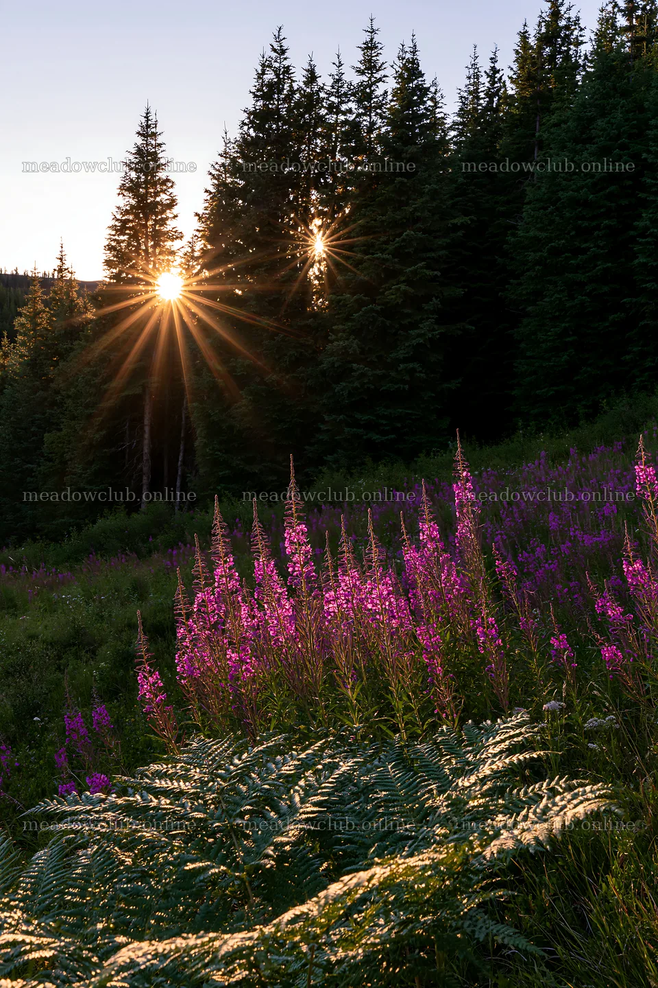 Fireweed meadow at sunset in a mountain area – meadow photos 6480x9722
