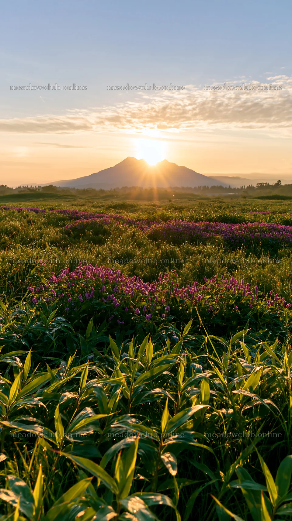 Expansive Hokkaido restoration meadow with dewdrops – meadow photos 5938x10608