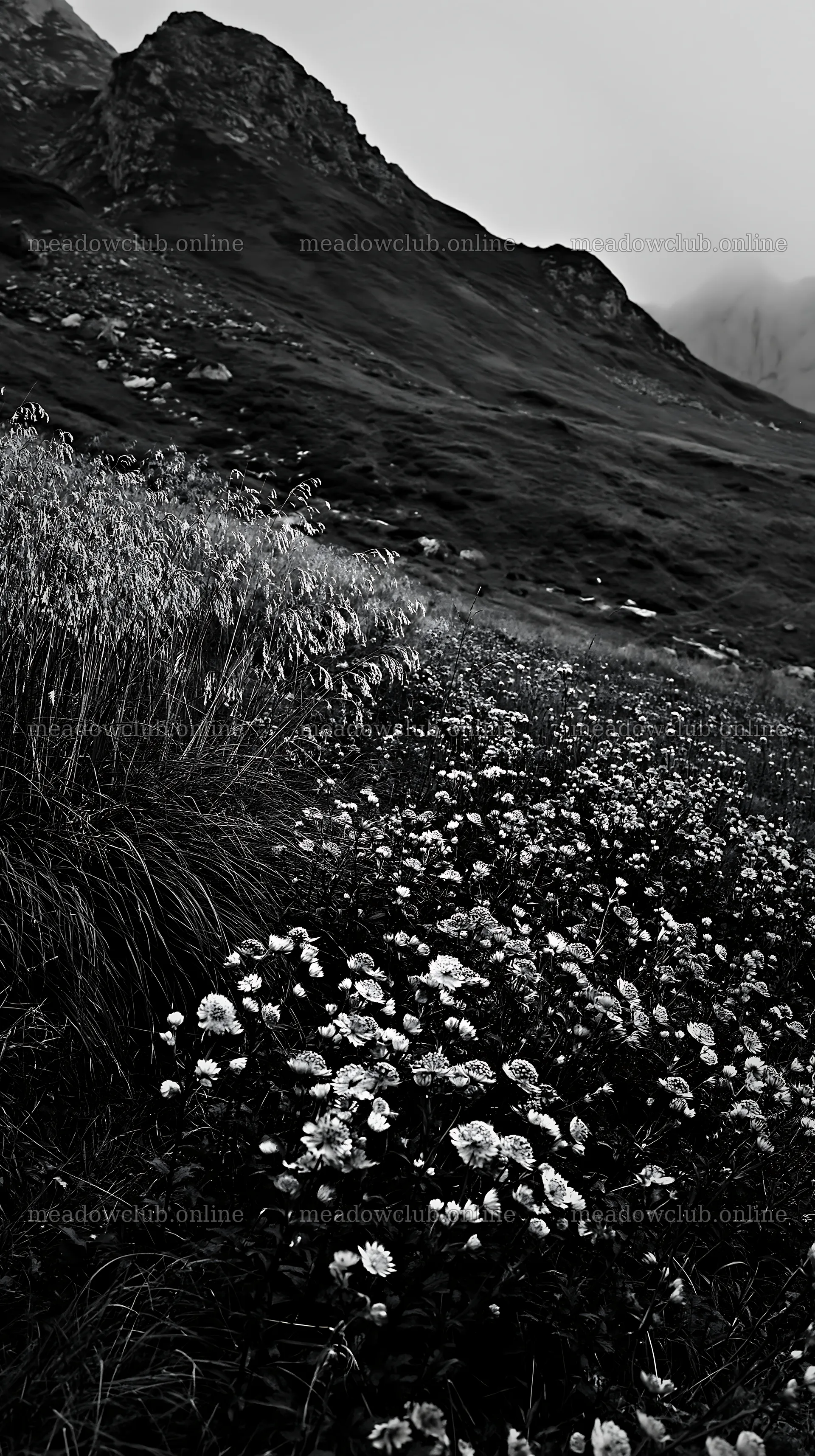 Seedhead meadow with flowers and mountains in the background – meadow photos 5938x10608
