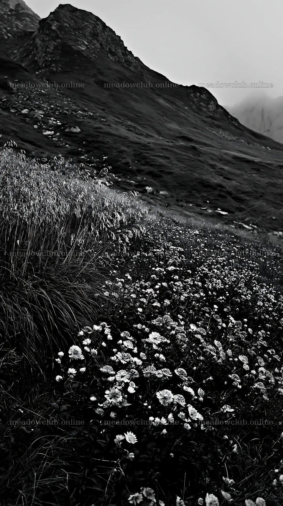 Seedhead meadow with flowers and mountains in the background – meadow photos 5938x10608