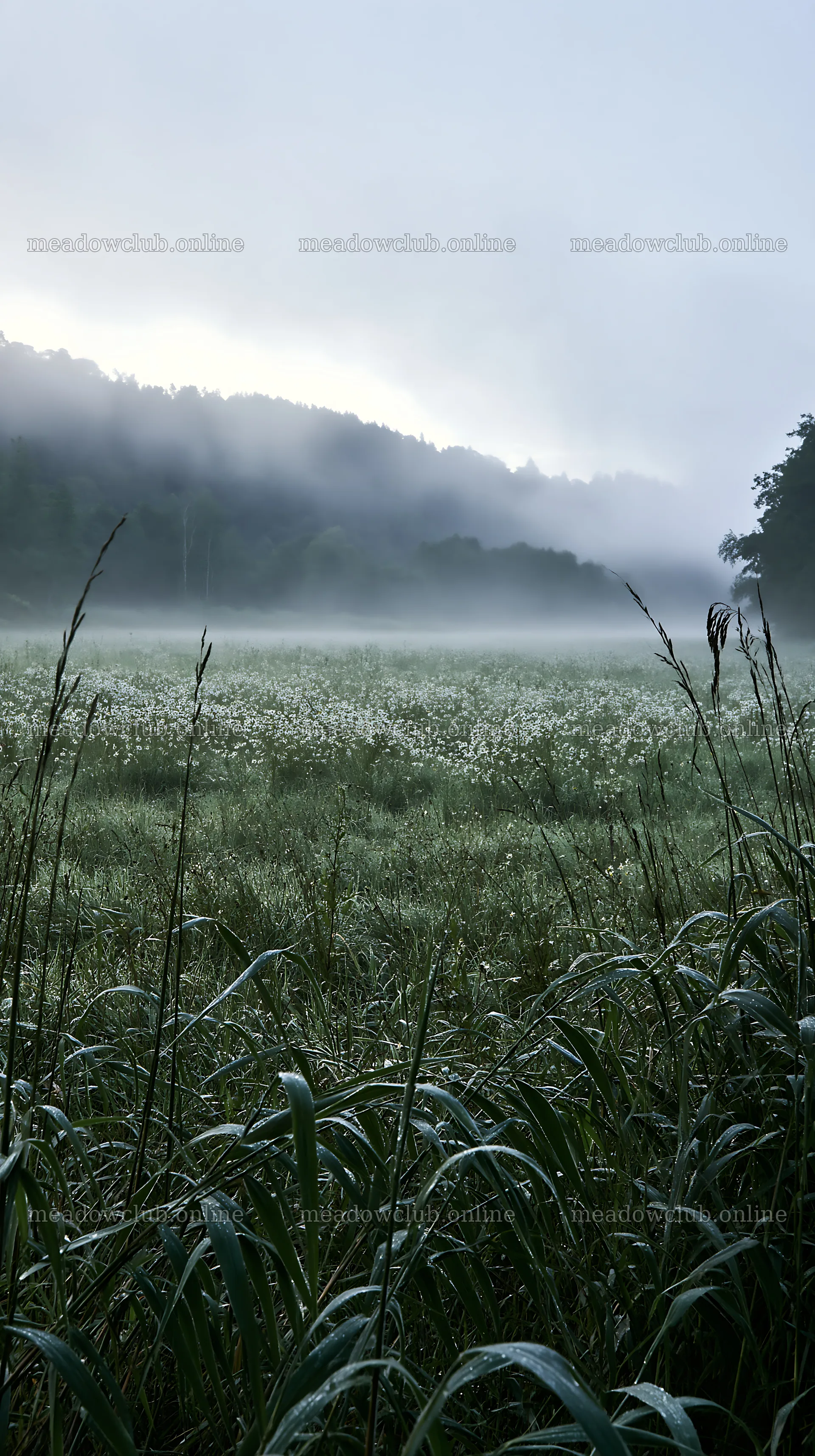 Saga floodplain meadow with reeds in misty morning light – meadow photos 5938x10608