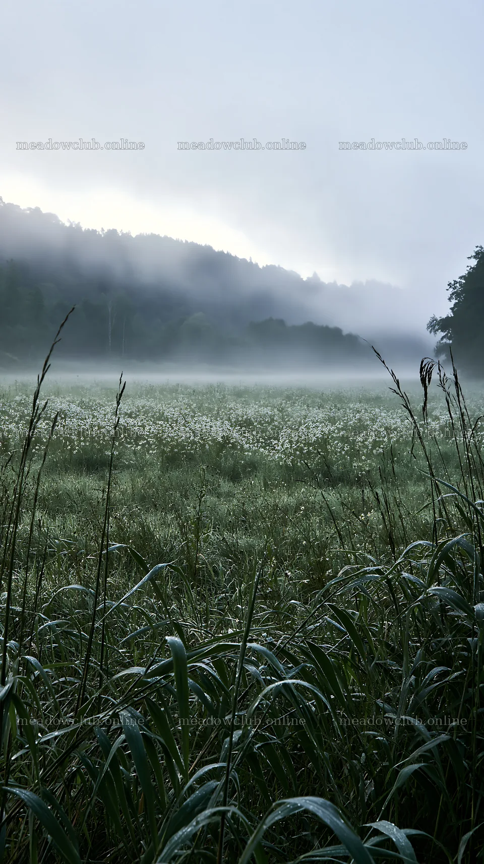 Saga floodplain meadow with reeds in misty morning light – meadow photos 5938x10608