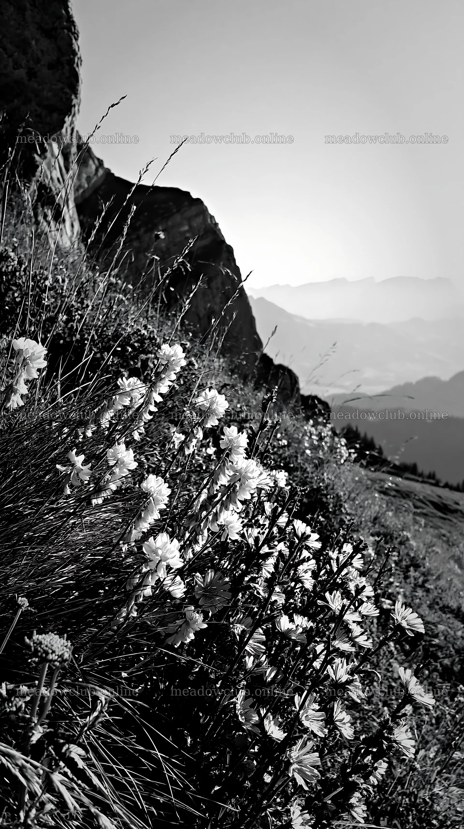 Sainfoin chicory meadow along a mountain slope – meadow photos 5938x10608