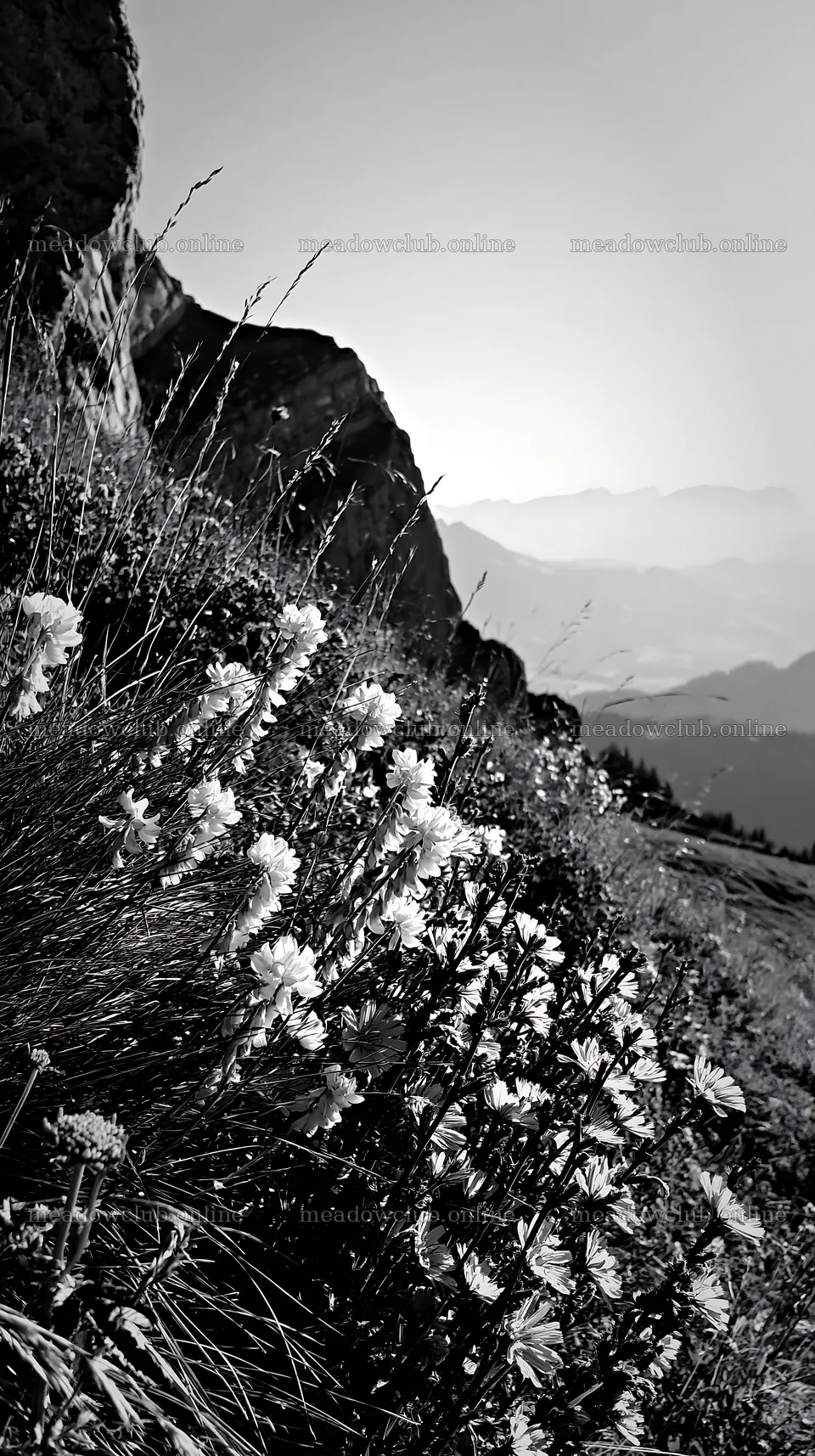 Sainfoin chicory meadow along a mountain slope – meadow photos 5938x10608