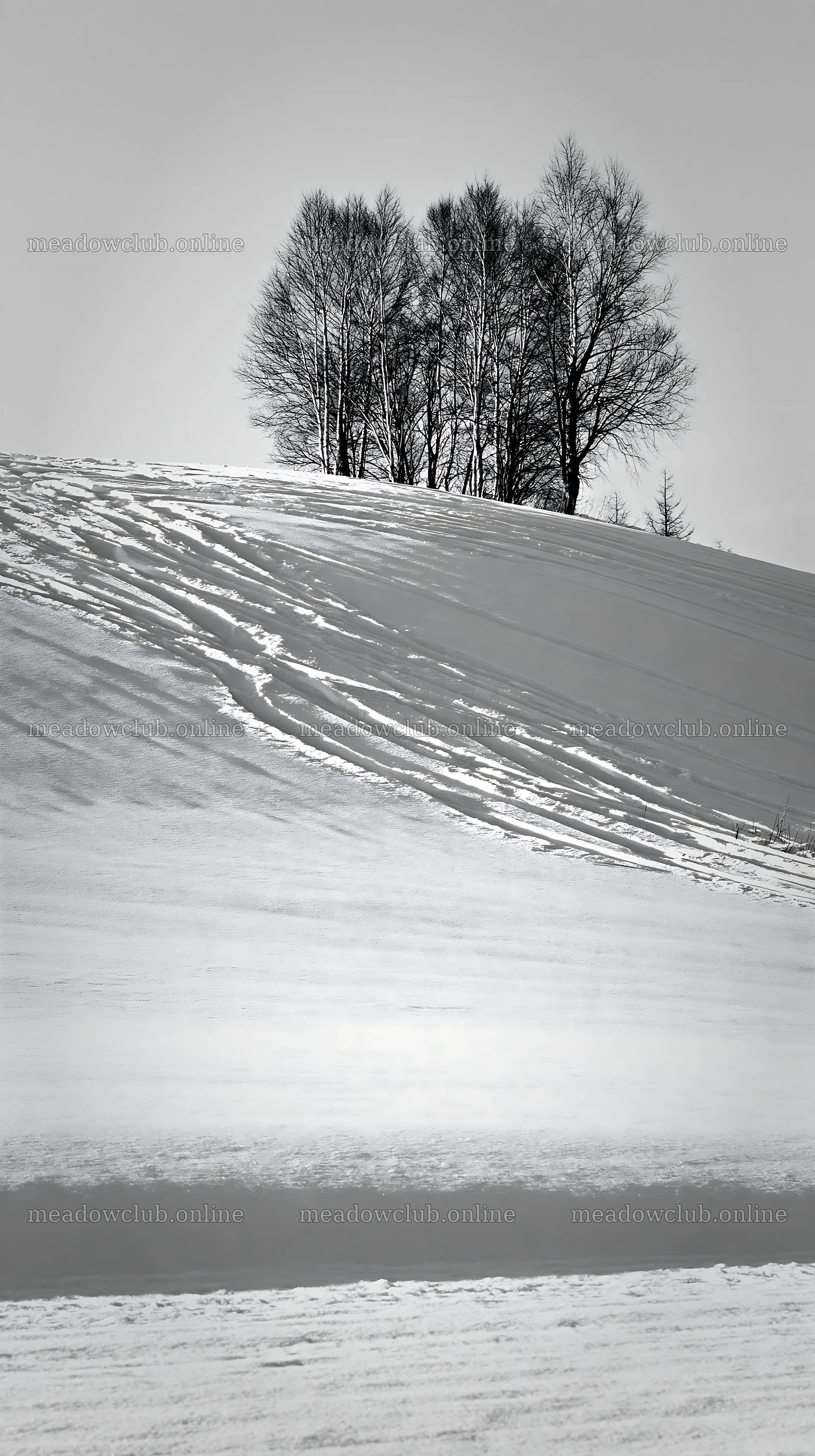 Snow covered hills in Biei with bare trees on a slope – meadow photos 5938x10608
