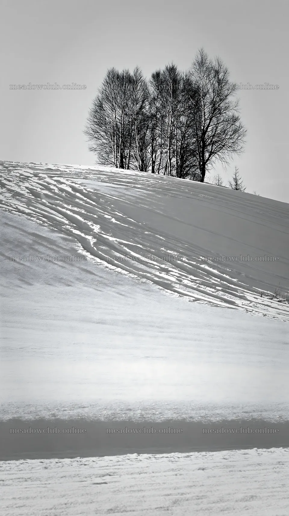 Snow covered hills in Biei with bare trees on a slope – meadow photos 5938x10608