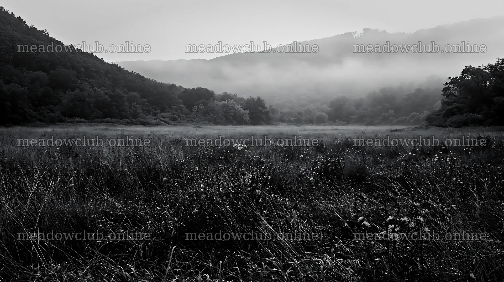 Hungarian meadow in wooded valley under cloudy sky – meadow photos 10608x5938