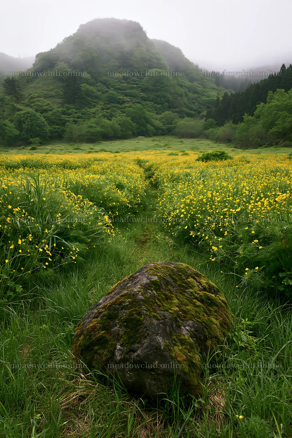 Misty meadow with moss covered stone in Shimane – meadow photos 6480x9722