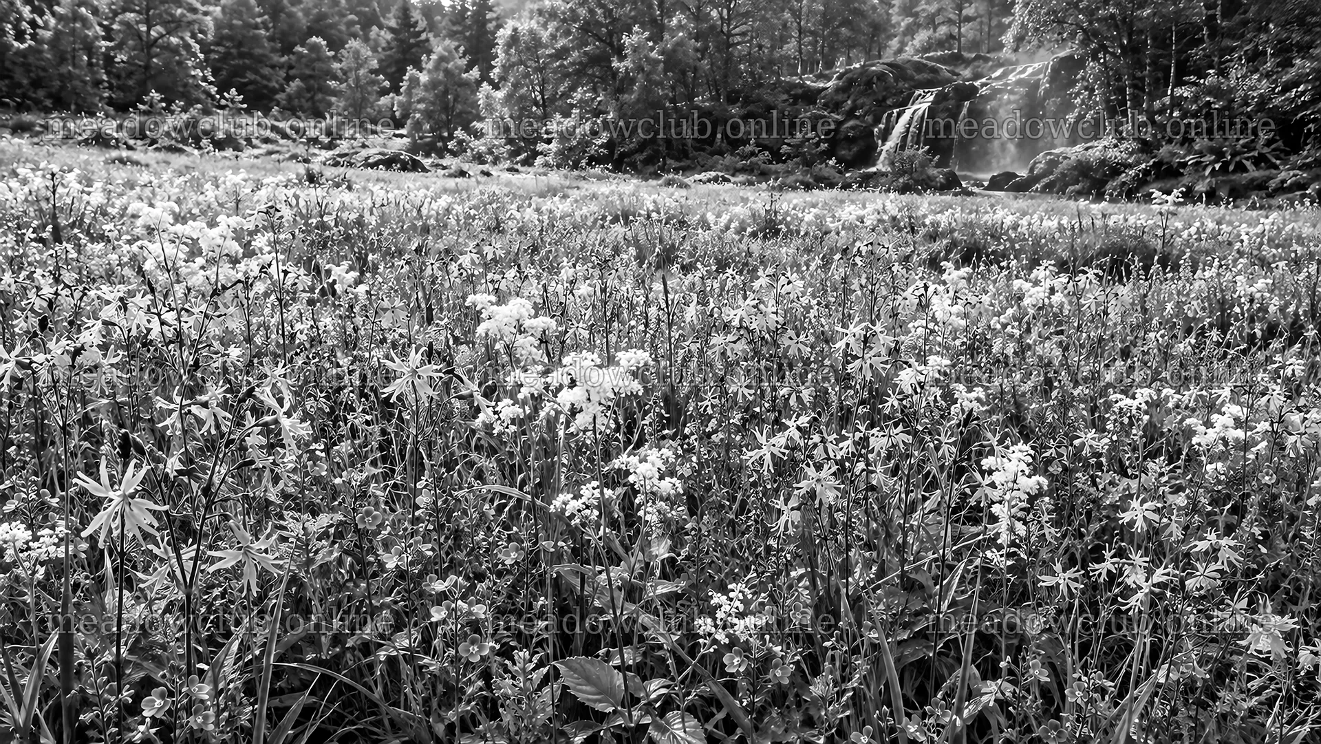 Monochrome Wildflower Meadow and Forest Waterfall – meadow photos 10324x5812