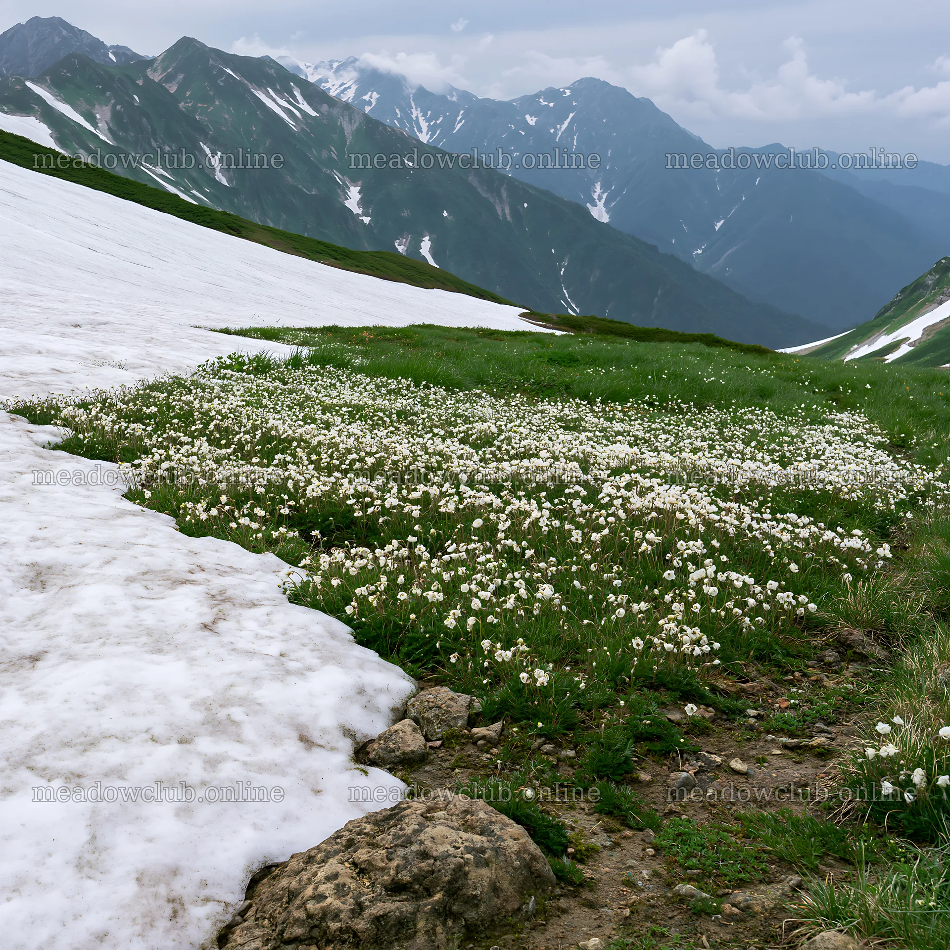 Toyama alpine meadow snowmelt rock foreground with flowers – meadow photos 7938x7938