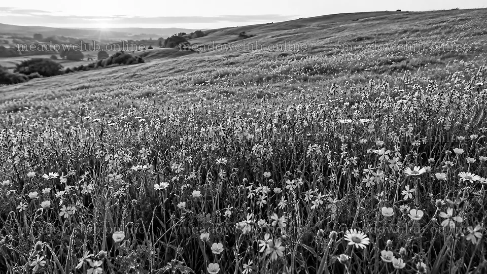 Monochrome Wildflowers Across a Rolling Hillside – meadow photos 10324x5812