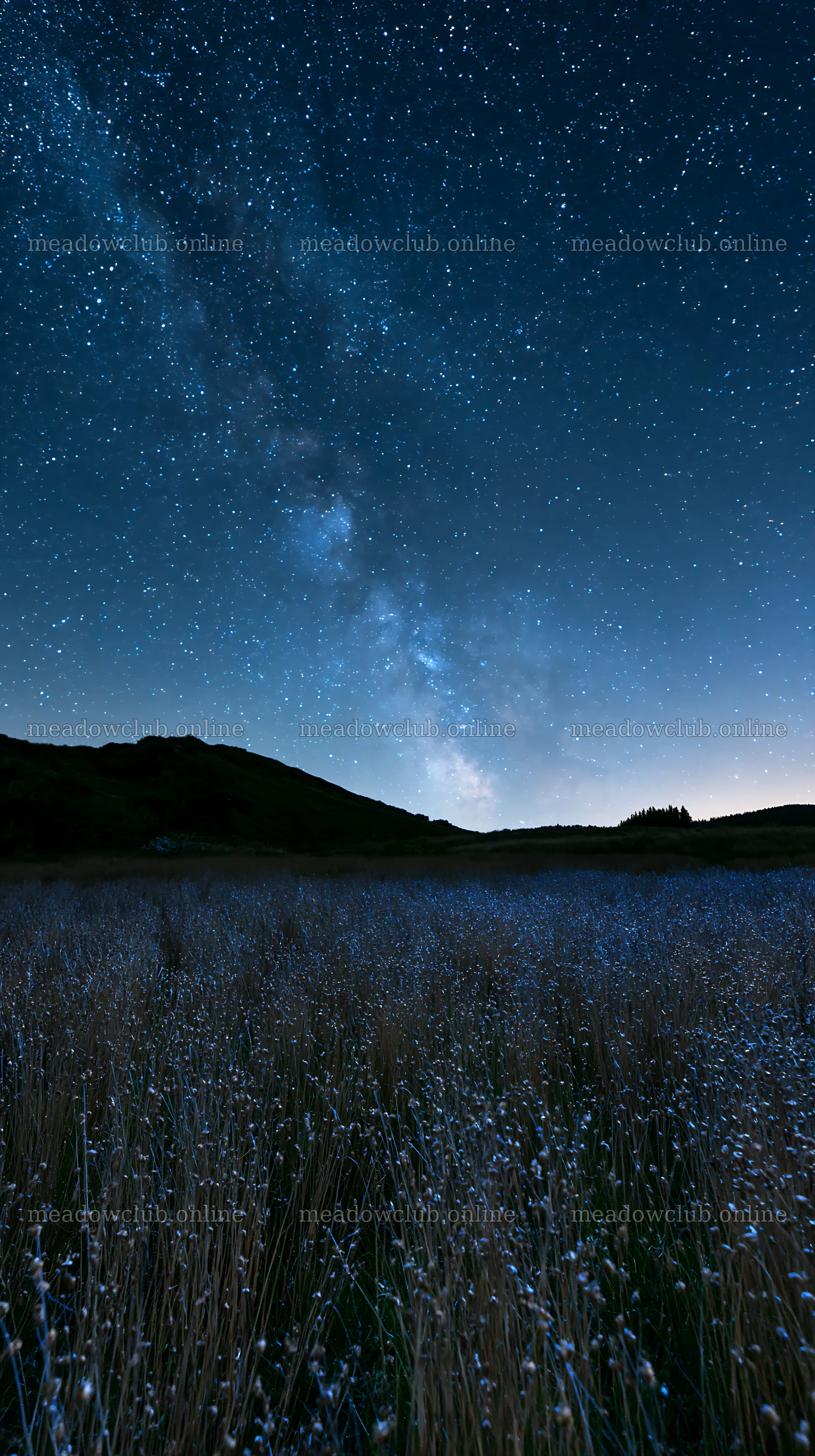 Meadow with seedheads under the night sky – meadow photos 5938x10608