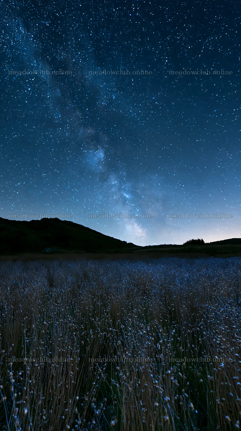 Meadow with seedheads under the night sky – meadow photos 5938x10608