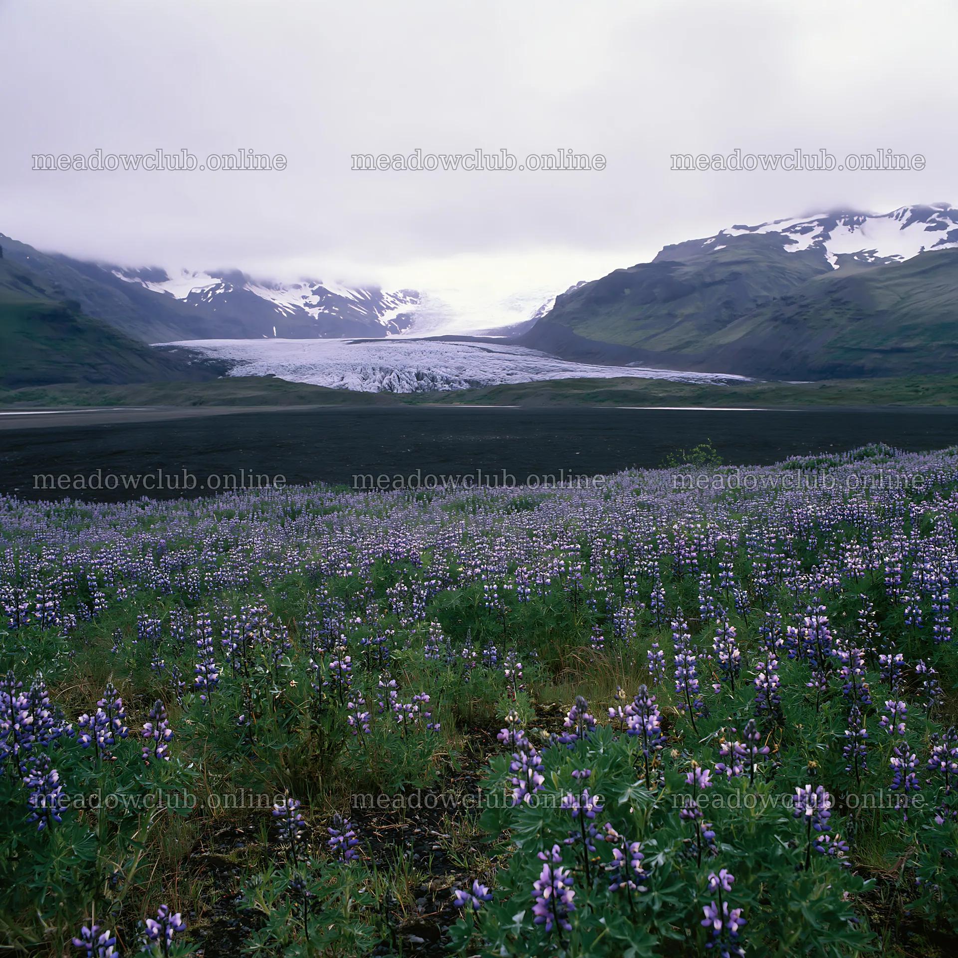 Lupin meadow with glacier in the background in Iceland – meadow photos 7938x7938