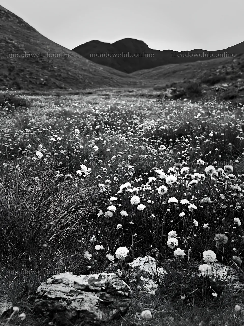 Cloudy rockrose meadow with distant mountains – meadow photos 6866x9174