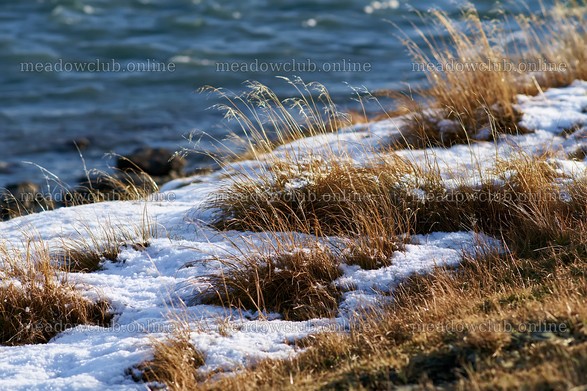 Lakeside meadow after first snowfall – meadow photos 9722x6480