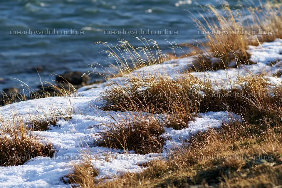 Lakeside meadow after first snowfall – meadow photos 9722x6480