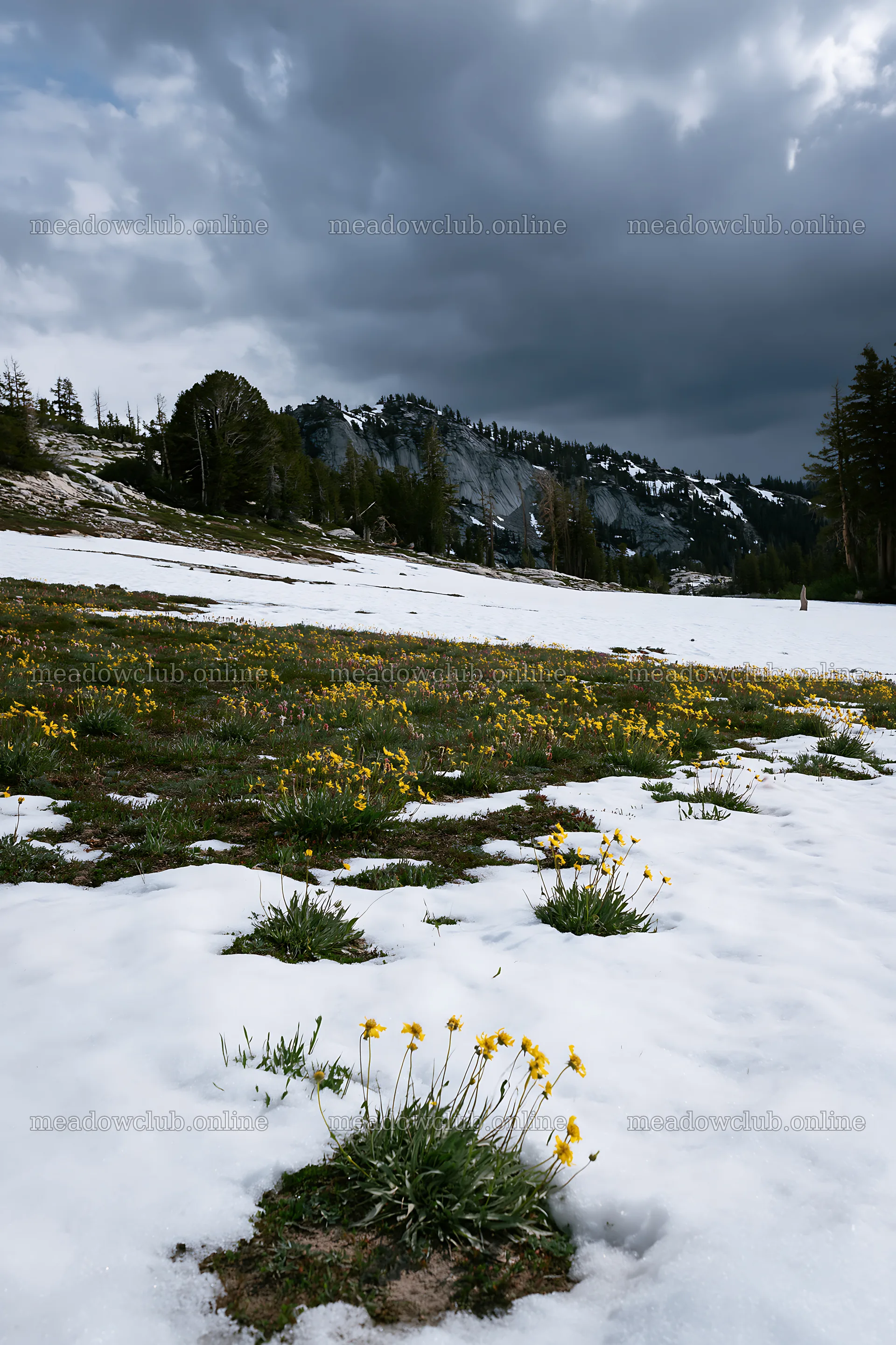 Snowbound meadow with yellow flowers in snowy landscape – meadow photos 6480x9722