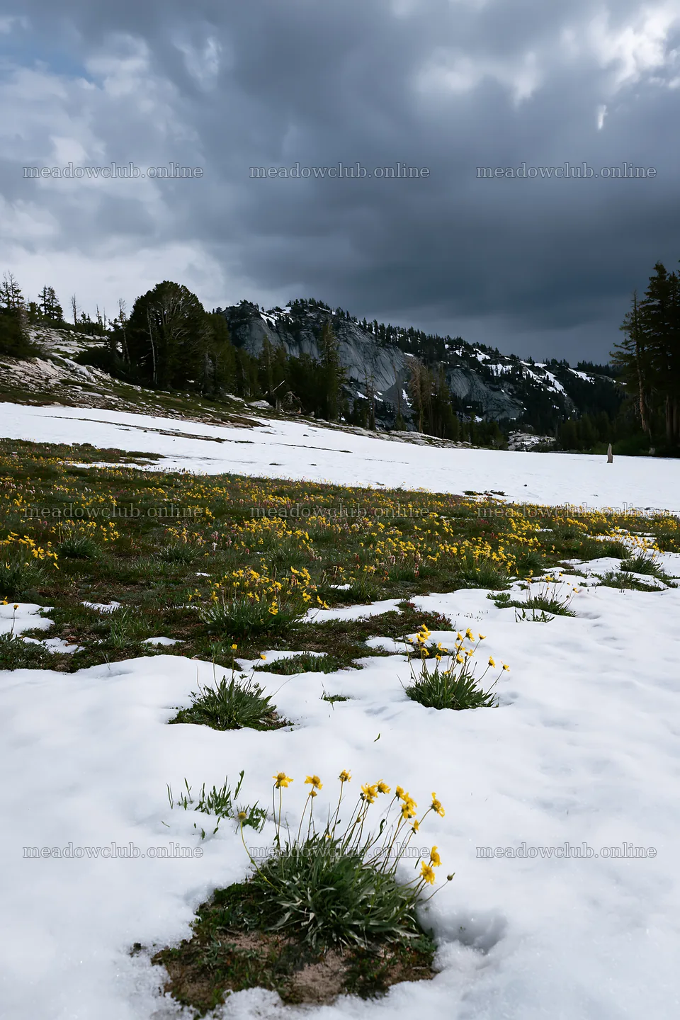 Snowbound meadow with yellow flowers in snowy landscape – meadow photos 6480x9722