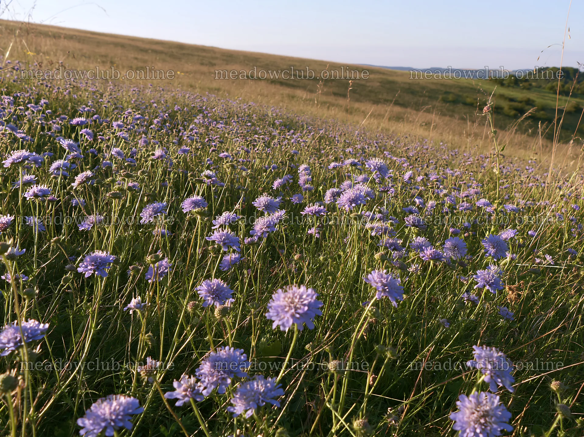 Sunny meadow with wildflowers in a hillside setting – meadow photos 9174x6866