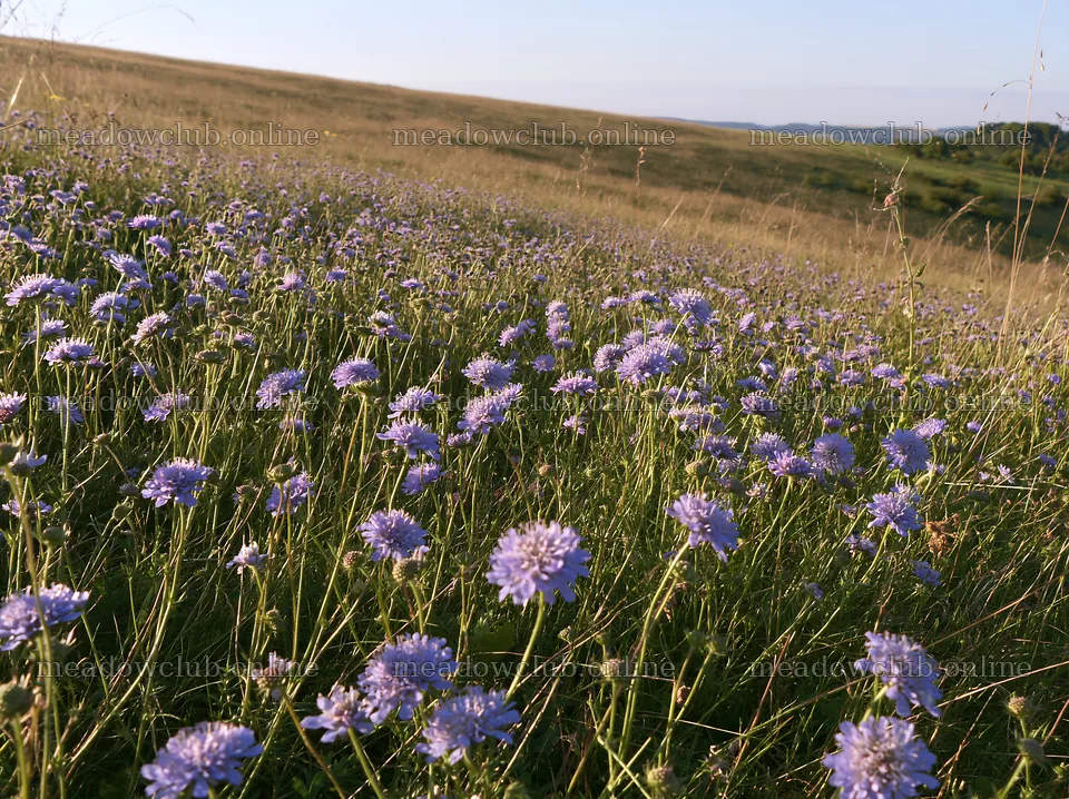 Sunny meadow with wildflowers in a hillside setting – meadow photos 9174x6866