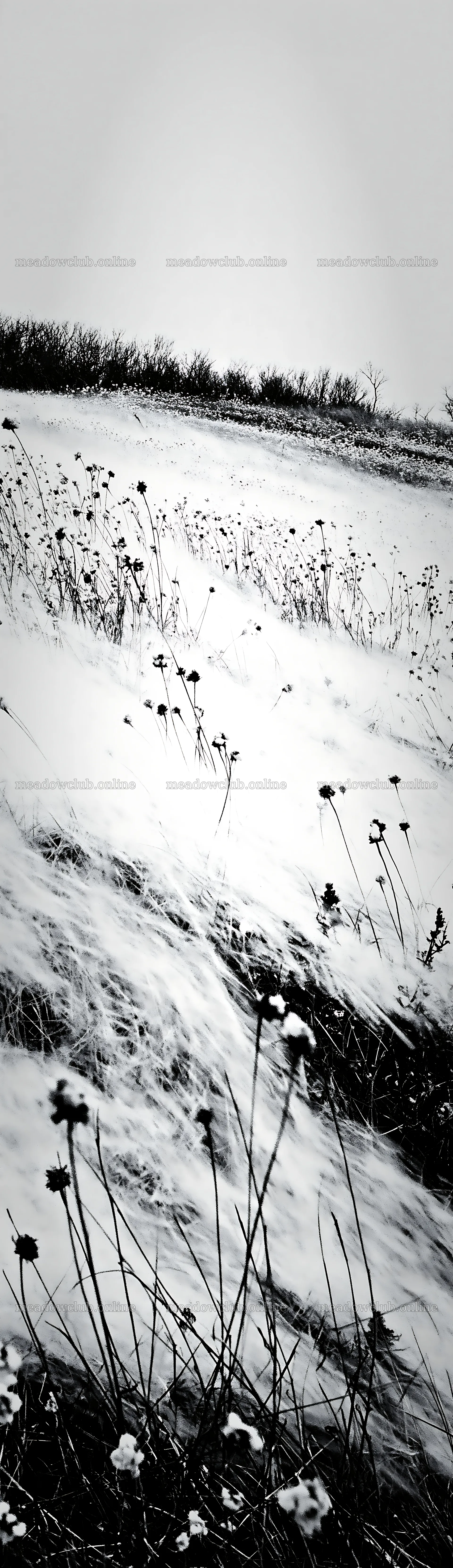 Dune meadow with snow in black and white – meadow photos 4268x14762