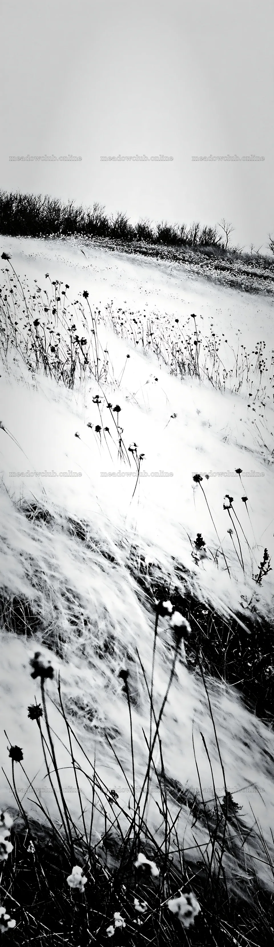 Dune meadow with snow in black and white – meadow photos 4268x14762