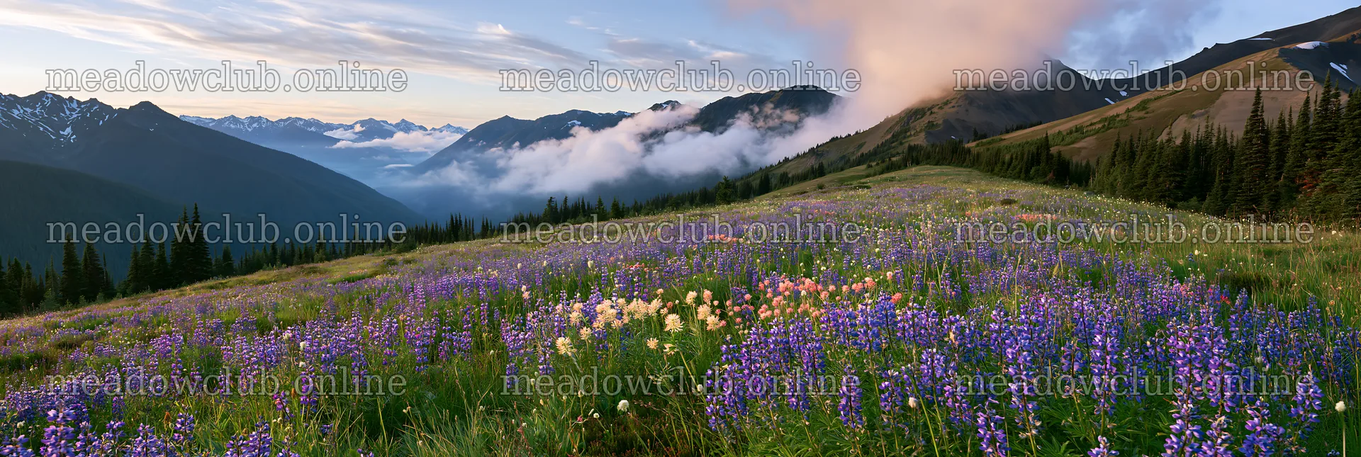 Colorful lupine meadow with mountains and clouds in the background – meadow photos 13690x4602