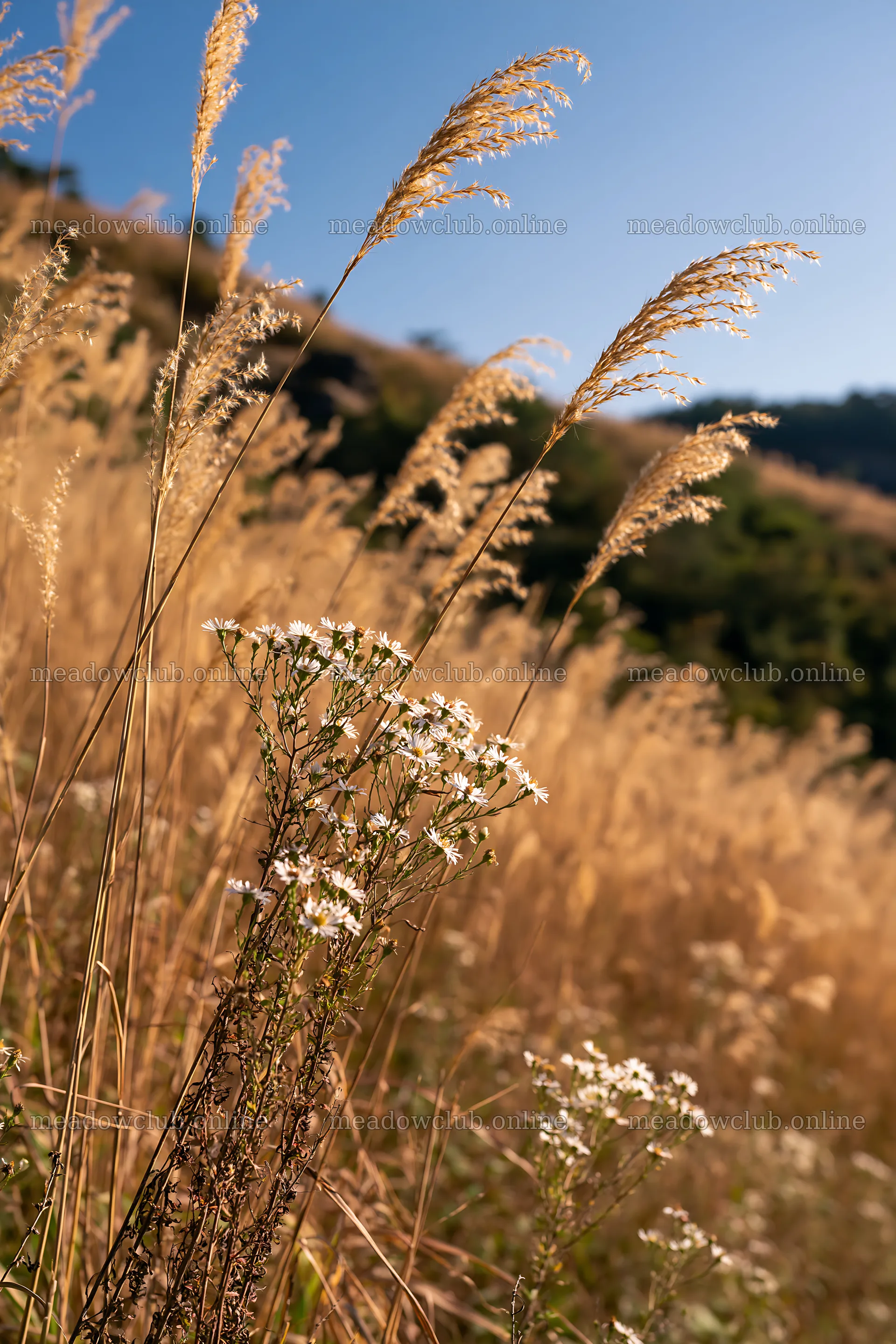 Okayama golden meadow with seedhead foreground – meadow photos 6480x9722