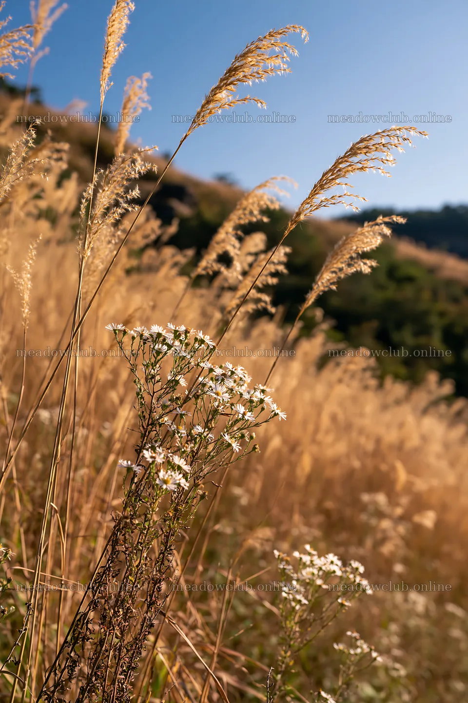 Okayama golden meadow with seedhead foreground – meadow photos 6480x9722
