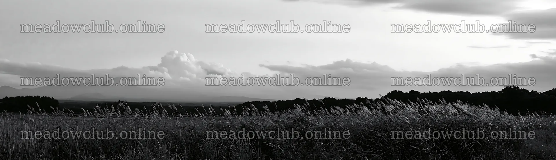 Iwate rain refreshed meadow seedhead foreground – meadow photos 14762x4268