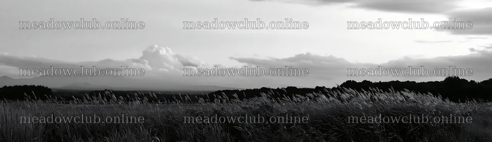 Iwate rain refreshed meadow seedhead foreground – meadow photos 14762x4268