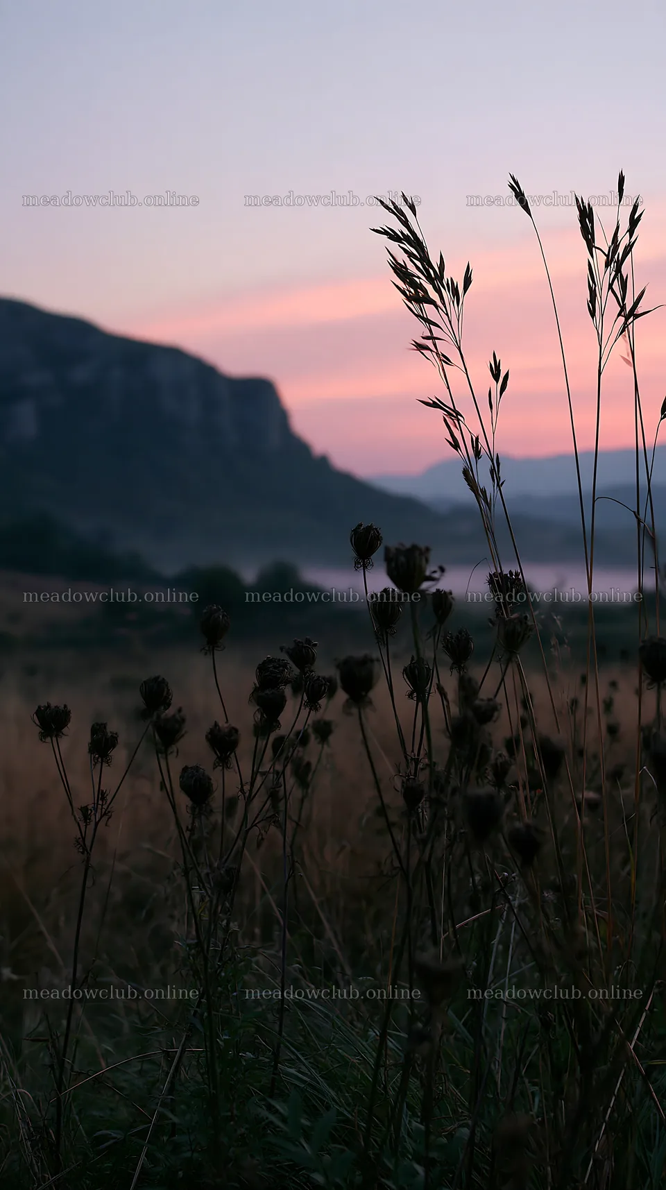 Meadow seedheads backlit at dusk with mountains in the background – meadow photos 5938x10608