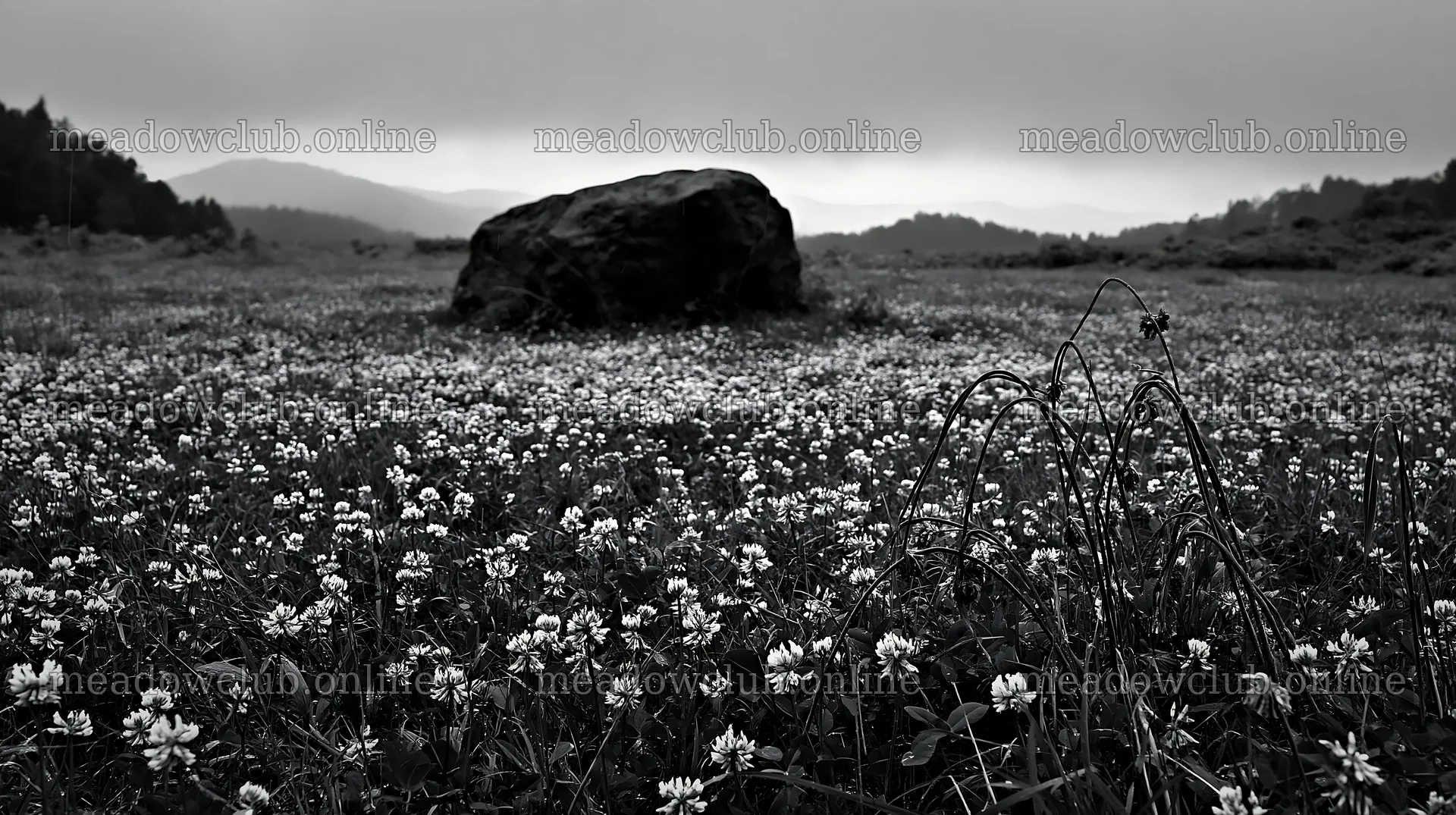 Granite boulder in a drought resilient meadow in Nagano – meadow photos 10608x5938
