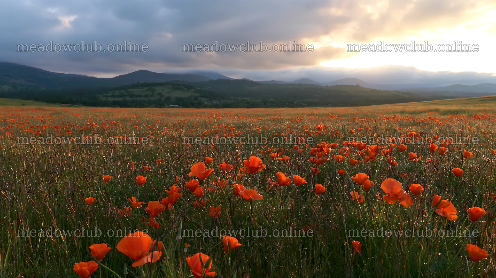 Cloudy foothill meadow with orange flowers in bloom – meadow photos 10608x5938